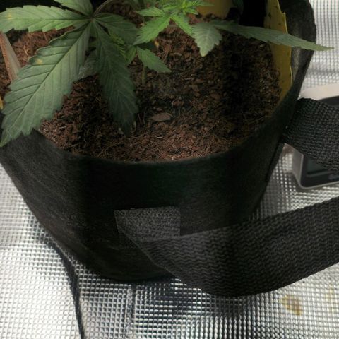 White widow first grow growlog photo: Light adjustment up to 330-360 ppfd 