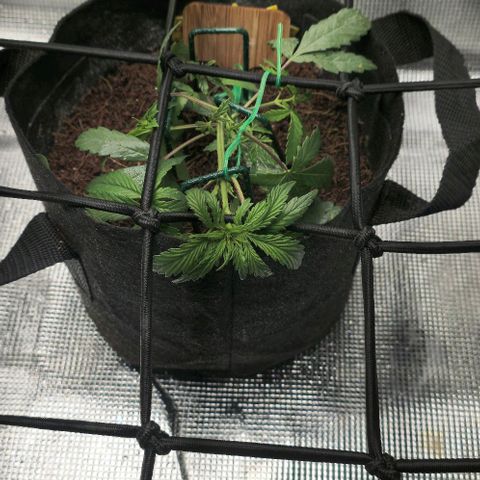 White widow first grow growlog photo: Began training thid mornin, using a scrog  net, garden staples and garden ties. My plan is to pin each branch in order to form multiple colas, for the same reason I chose not to top it. With it being autoflower there's no use in trying to clone this plant