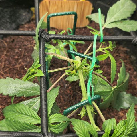 White widow first grow growlog photo: Began training thid mornin, using a scrog  net, garden staples and garden ties. My plan is to pin each branch in order to form multiple colas, for the same reason I chose not to top it. With it being autoflower there's no use in trying to clone this plant