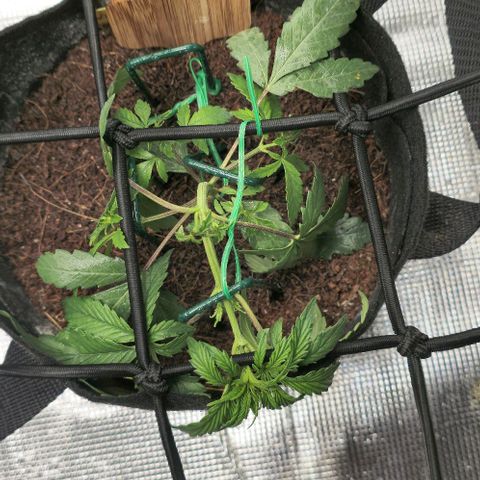 White widow first grow growlog photo: Began training thid mornin, using a scrog  net, garden staples and garden ties. My plan is to pin each branch in order to form multiple colas, for the same reason I chose not to top it. With it being autoflower there's no use in trying to clone this plant