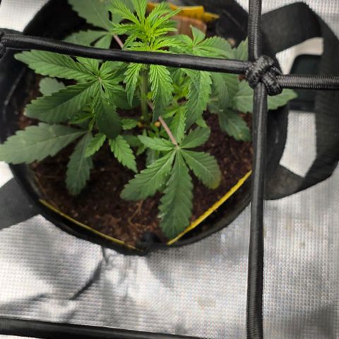 White widow first grow growlog photo: Began training thid mornin, using a scrog  net, garden staples and garden ties. My plan is to pin each branch in order to form multiple colas, for the same reason I chose not to top it. With it being autoflower there's no use in trying to clone this plant