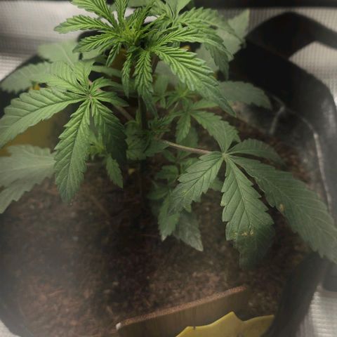 White widow first grow growlog timeline photo