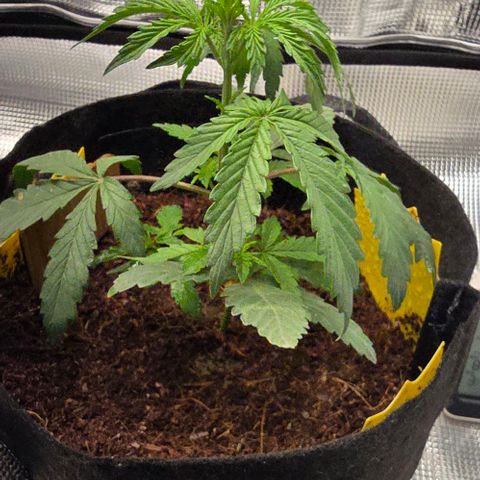 White widow first grow growlog timeline photo
