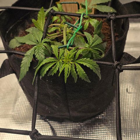 White widow first grow growlog photo: Day one lst