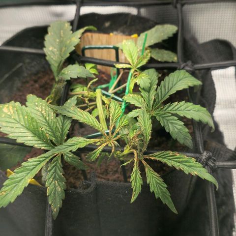 White widow first grow growlog photo: Brown spots on leaves most likely an issue with ph of the soil. Flushed the soil and will attempt recharge tea to restore the health of the plant. It's responding well to lst. I'll continue to adjust the branches and stem for max light, I would like to pruse as little as possible 