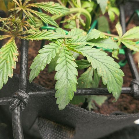 White widow first grow growlog timeline photo