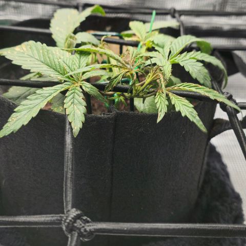 White widow first grow growlog timeline photo