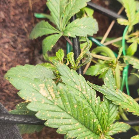 White widow first grow growlog timeline photo