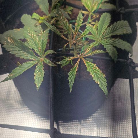 White widow first grow growlog photo: It's healing after flush leaves look much better, but still spotted 