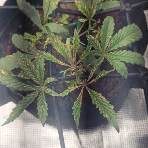 White widow first grow growlog timeline photo