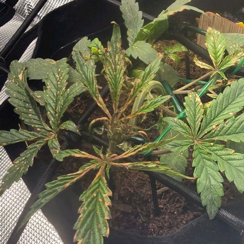 White widow first grow growlog timeline photo