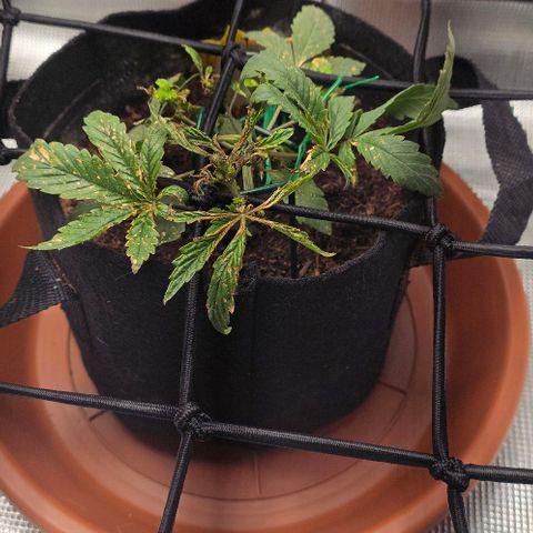 White widow first grow growlog photo: Flushed plant again today did a slurry ph test and a nutrient tests plant is still growing and moving toward the lights 