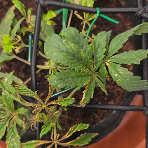 White widow first grow growlog photo: Flushed plant again today did a slurry ph test and a nutrient tests plant is still growing and moving toward the lights 