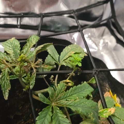 White widow first grow growlog photo: Added recharge tea with calmag and distilled water. 