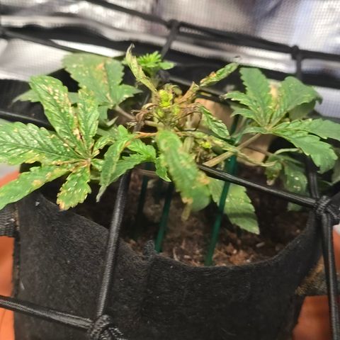White widow first grow growlog photo: Added recharge tea with calmag and distilled water. 