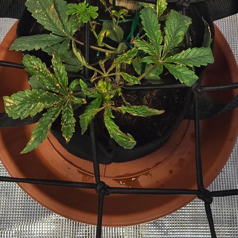 White widow first grow growlog photo: Added recharge tea with calmag and distilled water. 