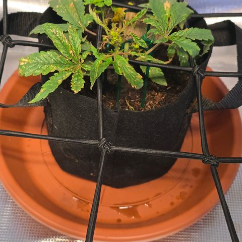 White widow first grow growlog photo: Added recharge tea with calmag and distilled water. 