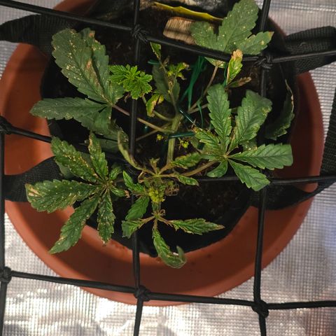 White widow first grow growlog photo: Added recharge tea with calmag and distilled water. 