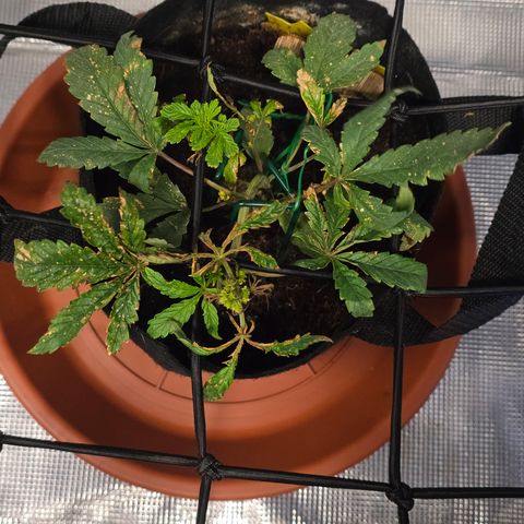 White widow first grow growlog photo: Still recovering from nutrient burn and calcium deficiency, it's showing new growth and maybe it'll survive so i can continue to learn and improve for the next one. 