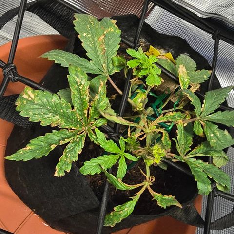 White widow first grow growlog photo: Still recovering from nutrient burn and calcium deficiency, it's showing new growth and maybe it'll survive so i can continue to learn and improve for the next one. 