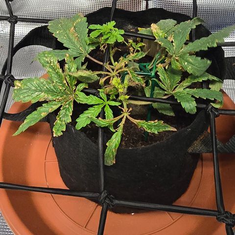 White widow first grow growlog photo: Still recovering from nutrient burn and calcium deficiency, it's showing new growth and maybe it'll survive so i can continue to learn and improve for the next one. 