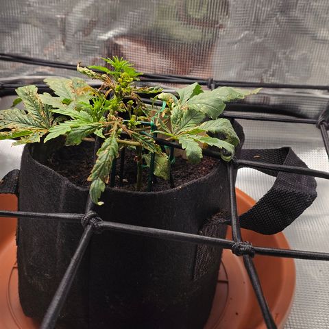 White widow first grow growlog photo: I've noticed more growth as well as it continues to recover 