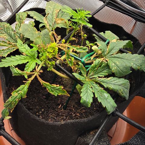 White widow first grow growlog photo: I've noticed more growth as well as it continues to recover 