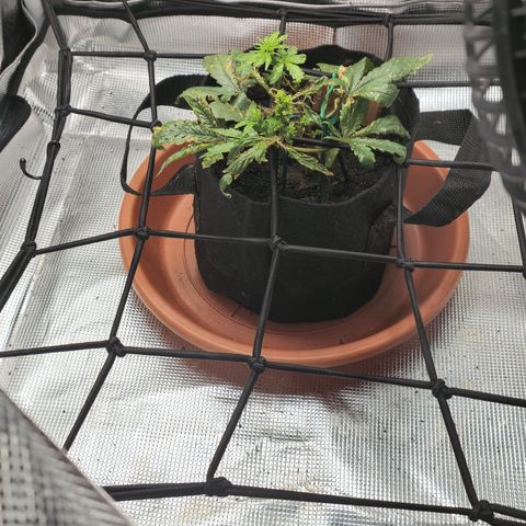 White widow first grow growlog photo: More growth, responding well to nutes and recovering from nute and possibly light burn. 