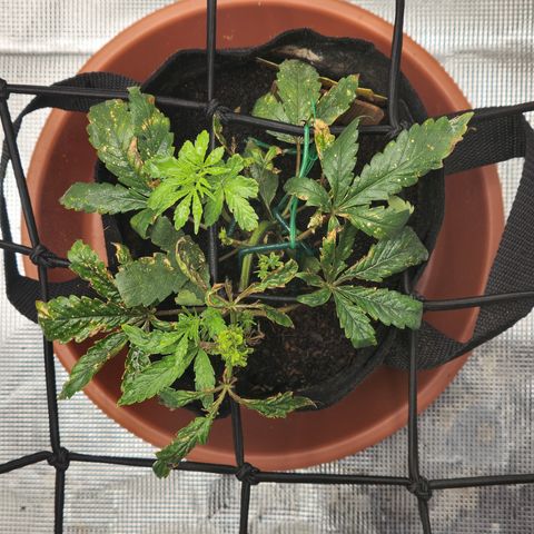 White widow first grow growlog photo: More growth, responding well to nutes and recovering from nute and possibly light burn. 