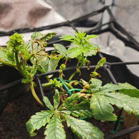 White widow first grow growlog photo: More growth, responding well to nutes and recovering from nute and possibly light burn. 