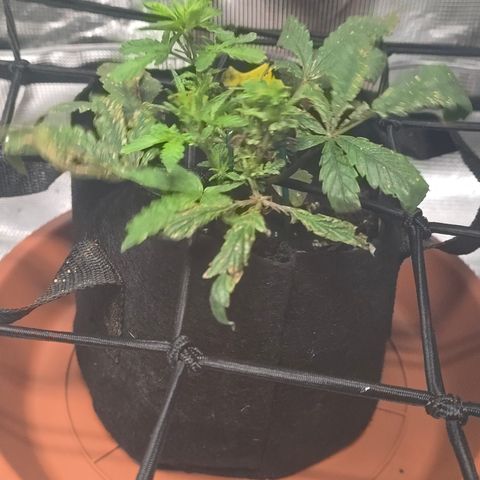 White widow first grow growlog photo: It's already perking up and growing a little after some nutes and water! Got a long way to go until everything is balanced out again. 