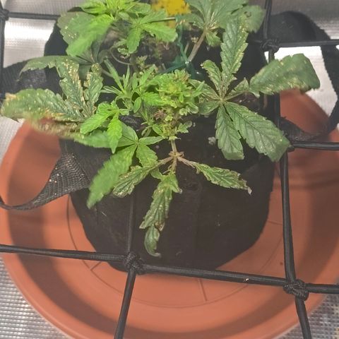 White widow first grow growlog photo: It's already perking up and growing a little after some nutes and water! Got a long way to go until everything is balanced out again. 