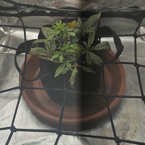 White widow first grow growlog photo: It's already perking up and growing a little after some nutes and water! Got a long way to go until everything is balanced out again. 