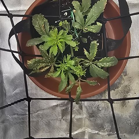 White widow first grow growlog photo: It's already perking up and growing a little after some nutes and water! Got a long way to go until everything is balanced out again. 