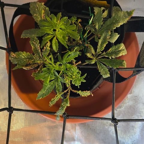 White widow first grow growlog photo: New growth looking a lot healthier after a good watering with compost tea and nutes, plus a foliar spray raised the light and changes my watering schedule 