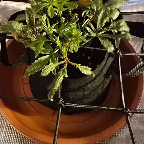 White widow first grow growlog photo: New growth looking a lot healthier after a good watering with compost tea and nutes, plus a foliar spray raised the light and changes my watering schedule 