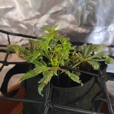White widow first grow growlog photo: New growth looking a lot healthier after a good watering with compost tea and nutes, plus a foliar spray raised the light and changes my watering schedule 