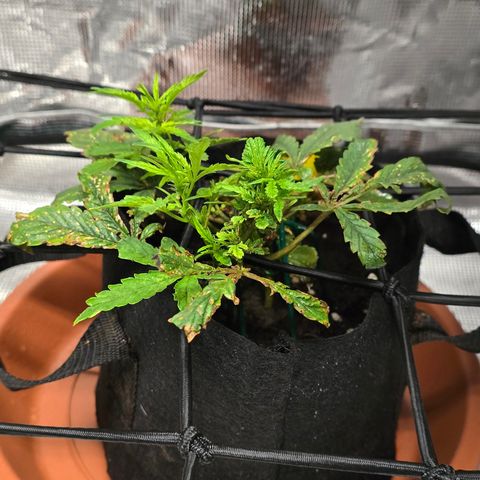 White widow first grow growlog photo: Well it's doing a lot better I'm seeing a lot of growth, unfortunately it may be reaching the flower stage. That's my issue with autos. Somethin goes wrong and you don't have that long veg time to recover. 