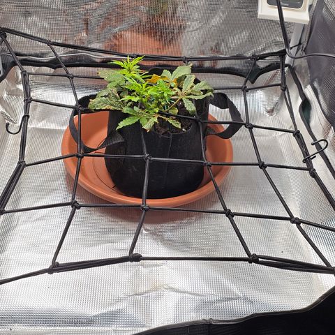 White widow first grow growlog photo: Well it's doing a lot better I'm seeing a lot of growth, unfortunately it may be reaching the flower stage. That's my issue with autos. Somethin goes wrong and you don't have that long veg time to recover. 