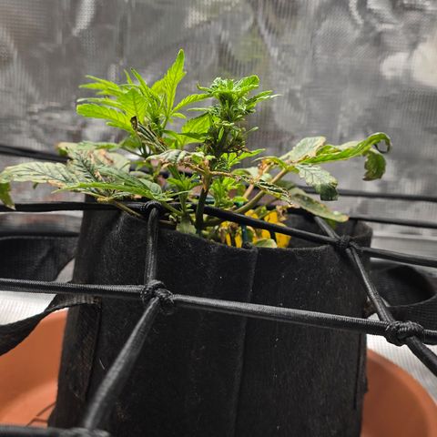 White widow first grow growlog photo: Well it's doing a lot better I'm seeing a lot of growth, unfortunately it may be reaching the flower stage. That's my issue with autos. Somethin goes wrong and you don't have that long veg time to recover. 