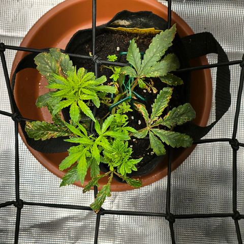 White widow first grow growlog photo: Well it's doing a lot better I'm seeing a lot of growth, unfortunately it may be reaching the flower stage. That's my issue with autos. Somethin goes wrong and you don't have that long veg time to recover. 