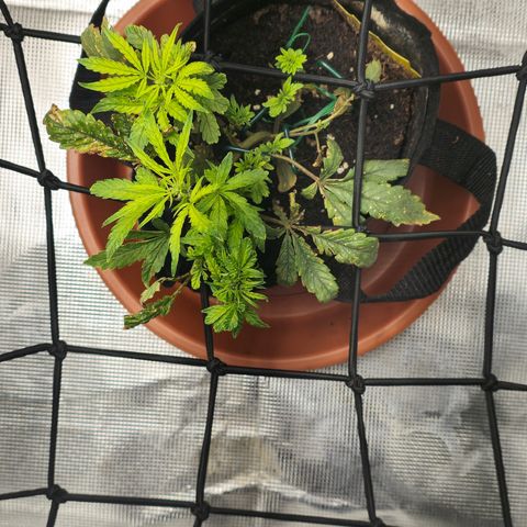 White widow first grow growlog photo: Nee growth. Raised light intensity to 480-520 and fed compost tea and recharge.