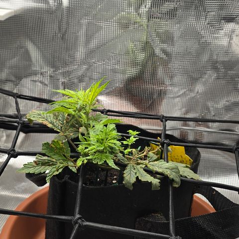White widow first grow growlog photo: Nee growth. Raised light intensity to 480-520 and fed compost tea and recharge.