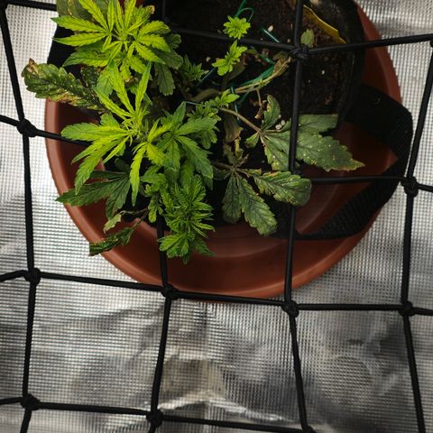 White widow first grow growlog photo: Nee growth. Raised light intensity to 480-520 and fed compost tea and recharge.