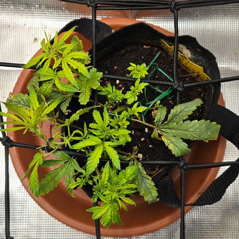 White widow first grow growlog timeline photo