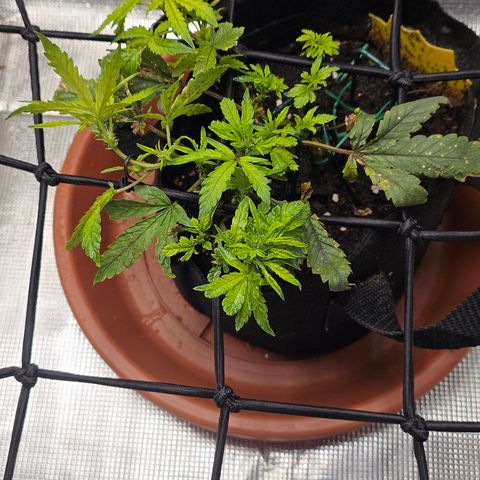 White widow first grow growlog timeline photo