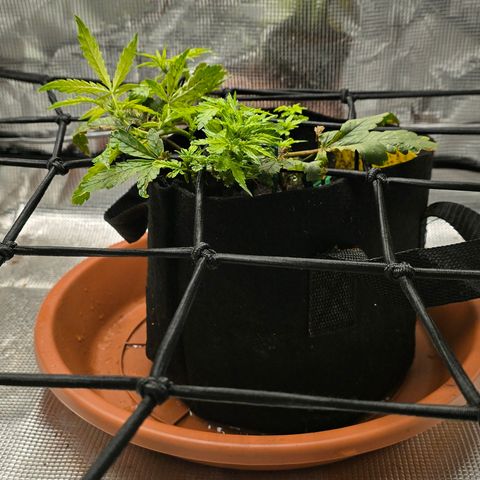 White widow first grow growlog timeline photo