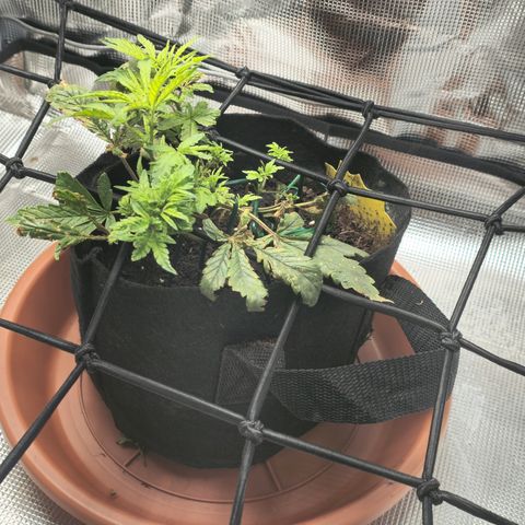 White widow first grow growlog photo: Nee growth. Raised light intensity to 480-520 and fed compost tea and recharge.