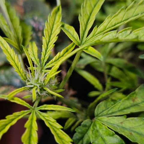 White widow first grow growlog photo: Looks like it's preflowering and I switched to flower nutes. Hopefully I'll get a growth spurt and it'll bud up. But the knowledge and experience from this grow will definitely help on my next!