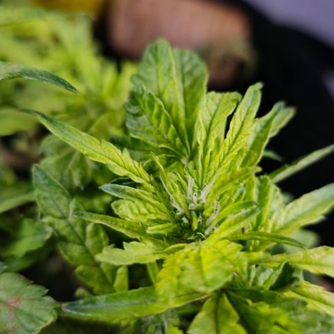 White widow first grow growlog photo: Looks like it's preflowering and I switched to flower nutes. Hopefully I'll get a growth spurt and it'll bud up. But the knowledge and experience from this grow will definitely help on my next!